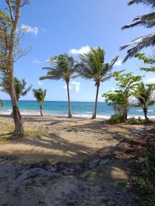 a beach with palm trees and the ocean at Chez Patrick in Sainte-Rose