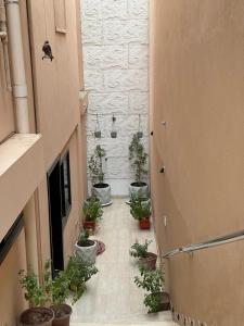 a hallway with a bunch of potted plants at Modern Studio Near Al Haram And City Center Self Check-in in Medina +5 photos