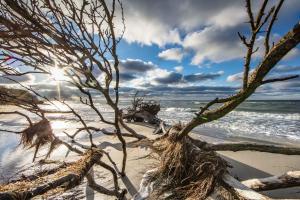 a tree on the beach with the sun in the background at Cora in Pruchten