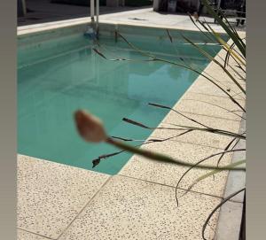 a swimming pool with a shell in the water at Monoambiente centrico-Paseo Plaza in Navarro