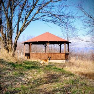 a dog standing in front of a gazebo at Grădina Zoriza in Buzău