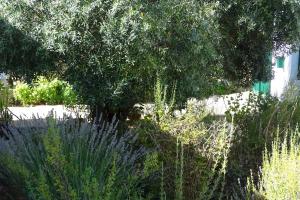 a garden with tall plants and a tree at Casa de Campo em Taipa in Coruche +3 photos