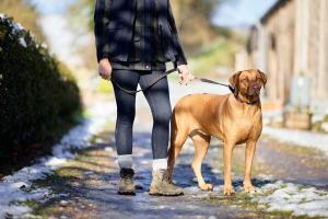 a woman walking a brown dog on a leash at Jasmine Cottage - Sands Farm in Wilton