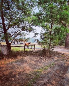 a dog standing next to a fence in a field at Little T in Yarra Junction