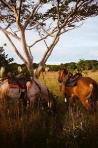 two horses grazing in a field of tall grass at Hato San Pablo in Guayabal