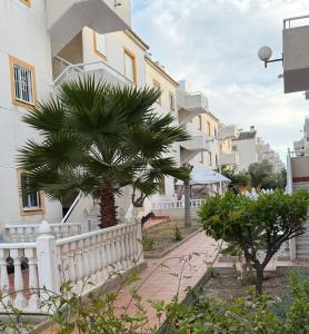 a palm tree in front of a building at Apartment A&T La Mata in La Mata