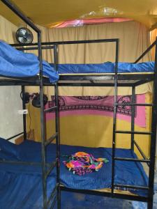 a couple of bunk beds in a room at Cookiewalla in Arambol