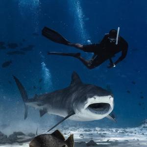 a diver and a tiger shark in the ocean at Thresher shark inn in Fuvahmulah
