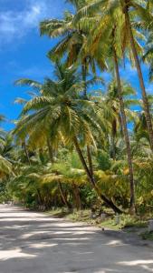 a row of palm trees on the side of a road at Thresher shark inn in Fuvahmulah +22 photos