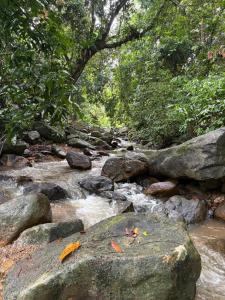 a stream of water with rocks and trees at Hornbills Garden in Khlaung Phai Bae +3 photos