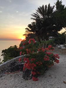a group of flowers on the beach at sunset at Casa ysatis in Lazi