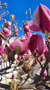 a bunch of pink flowers on a tree at Sobe Magnolija, self check-in in Vinkovci