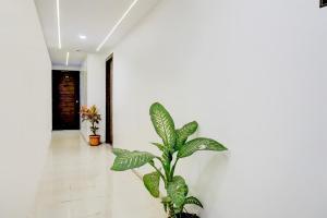 a plant in a room with a white wall at Super Hotel O Laxman Nagar Baner in Pune