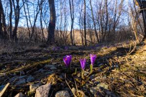 a group of purple flowers in the woods at Cabana Alpinest & Sauna in Bran