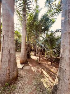 a group of palm trees in a field at CLASSIC BNBs MILIMANI in Kisumu