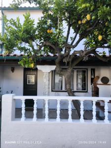 an orange tree in front of a house at Casa do Limoeiro - Casa in Golegã