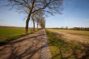 a tree and a road in a field at Bed And Breakfast Geertruidahoeve in Hellendoorn