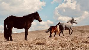 a group of three horses standing in a field at Mountain house Tomislavgrad with Jacuzzi in Tomislavgrad