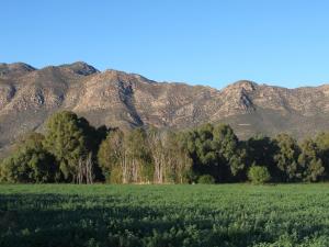 a field with trees and mountains in the background at The Barn On 62 - Cottages in Montagu