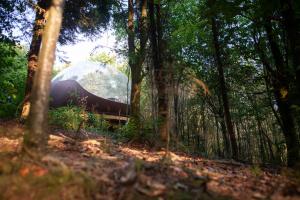a dome tent in the middle of a forest at La sphère de Raphaël in Saint-Hubert
