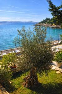 a tree sitting on the grass next to the water at Apartmani Ribarica**** in Karlobag
