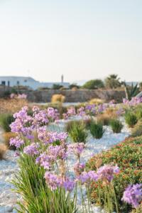 a garden filled with purple flowers in a field at Omvrodektis Village in Mykonos Airport