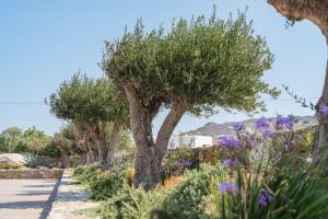 a row of trees in a garden with purple flowers at Omvrodektis Village in Mykonos Airport