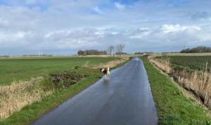 a dog walking down a road in a field at Ferienhaus Leuchtturm in Dornum