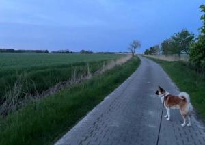 a dog on a leash walking down a road at Ferienhaus Leuchtturm in Dornum +1 photo