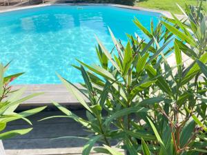 a plant in front of a swimming pool at Clos de La Brelaisière in Chauvigny