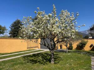 a tree with white flowers in a yard at Sunflower Guest House in Carrara
