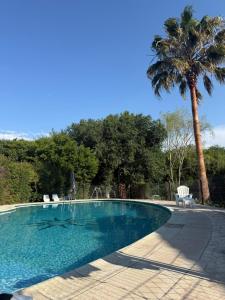 a swimming pool with chairs and a palm tree at Sole Luna in Río Ceballos