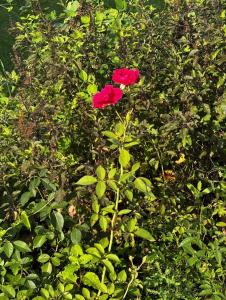 two red flowers are growing in a bush at Bliss in Datia