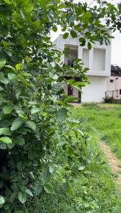 a large green bush in front of a building at Bliss in Datia