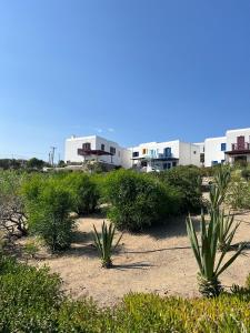 two plants in the sand in front of buildings at Traditional dream myconian studio in Ornos