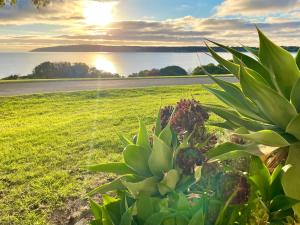 a succulent plant in a field with the sunset in the background at Salty Dog in Emu Bay