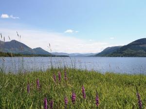 a field of grass with purple flowers in front of a lake at Garries Cottage in Bassenthwaite