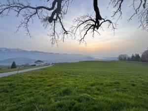 a field of green grass next to a road at HausHarder Rooms in Gommiswald +8 photos