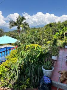 a patio with plants and a dog and an umbrella at Finca Dinastia in Fusagasuga +4 photos