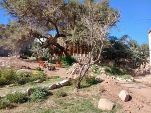 a garden with a tree and chairs and a building at La Quebrada Enigmatica in Tilcara