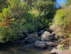 a stream of water with rocks and trees at Riverside Cabin in Akaroa in Akaroa