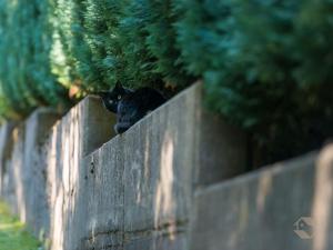 a black cat sitting on top of a concrete wall at Landhaus Gruden Sommerberg in Bad Wildbad