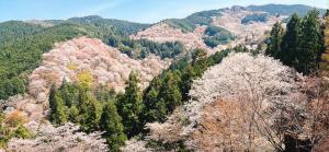a forest of trees with pink flowers on them at ゲストハウスkaminn in Yoshino
