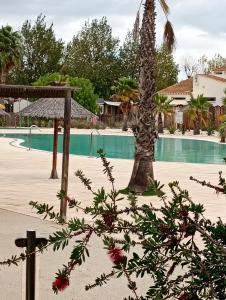 a palm tree in front of a swimming pool at Mobile-Home L'Instant Marin in Sérignan