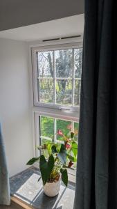 a window with a potted plant on a window sill at Chyvena in Ruan Minor