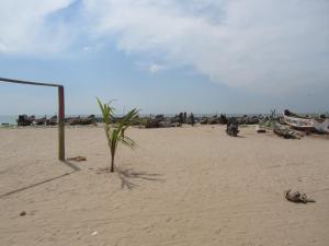 a plant in the sand on a beach at Appartement Keur Diam Saly in Saly Portudal