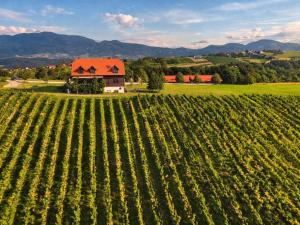 an aerial view of a vineyard and a barn in a field at Rooms Bolfan Vinski Vrh in Hrašćina