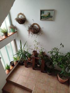 a room with a bunch of potted plants on the wall at Fina Apartman in Leskovac