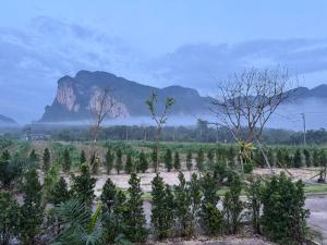 a plantation of trees with a mountain in the background at Nordic Mountain View in Ban Khlong Chi Lat +3 photos