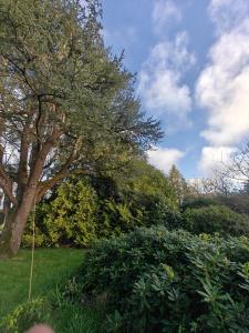 a garden with a tree and some bushes at Kerarmel in Ploemeur
